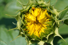 Sonnenblumen2