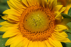 Sonnenblumen3