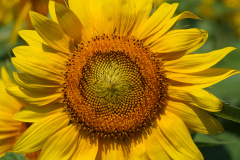 Sonnenblumen5