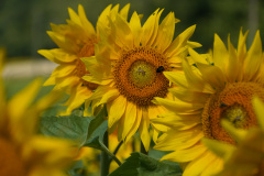 Sonnenblumen6