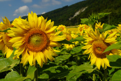 Sonnenblumen7